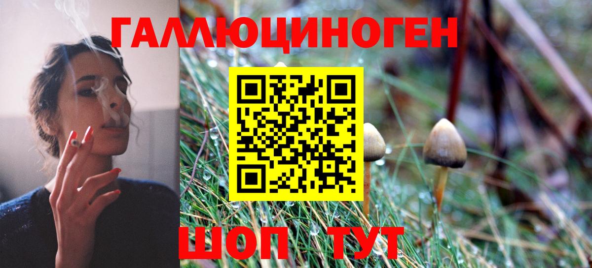 Галлюциногенные грибы Psilocybe Петропавловск-Камчатский